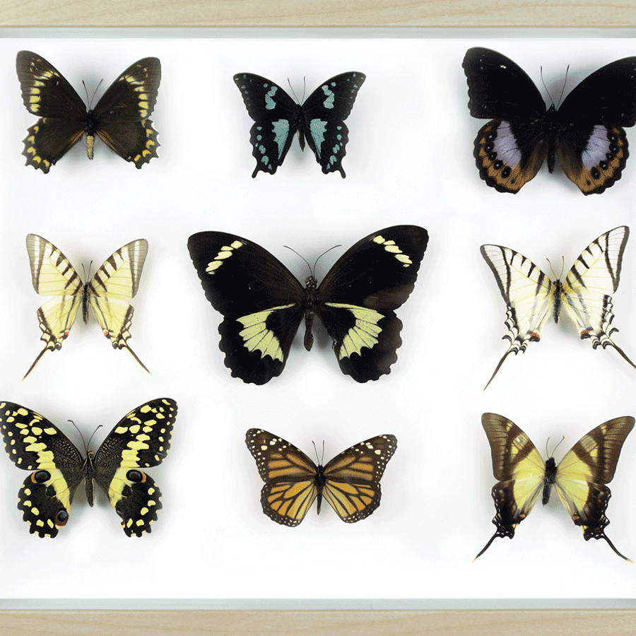 Profile Image of Entiques Framed Insects & Butterflies